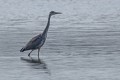 francoise_c brenne sept 2017 1